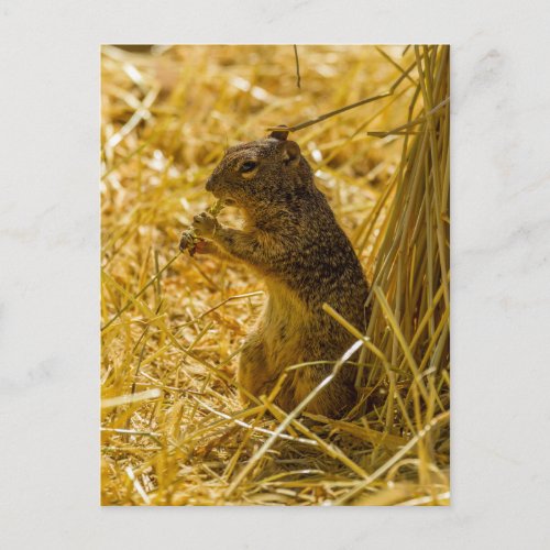 Rock Squirrel Eating Postcard