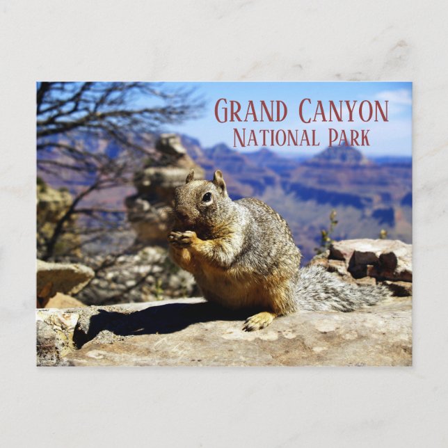 Rock Squirrel on Rock Nibbling Snack, Grand Canyon Postcard (Front)