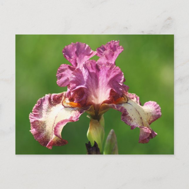 "Rock Star" Iris Photography Postcard (Front)