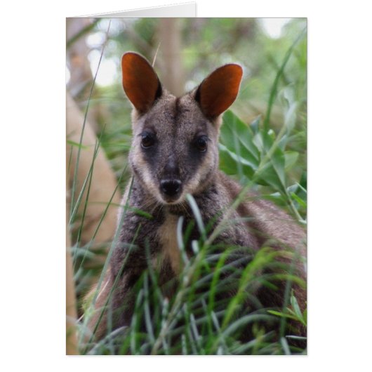 Rock Wallaby Card (Front)