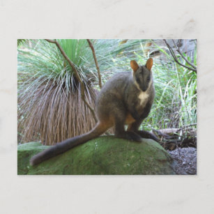 Rock Wallaby Postcard