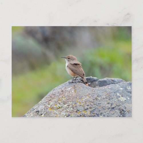 Rock Wren Postcard