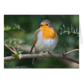 rocket (Front Horizontal)