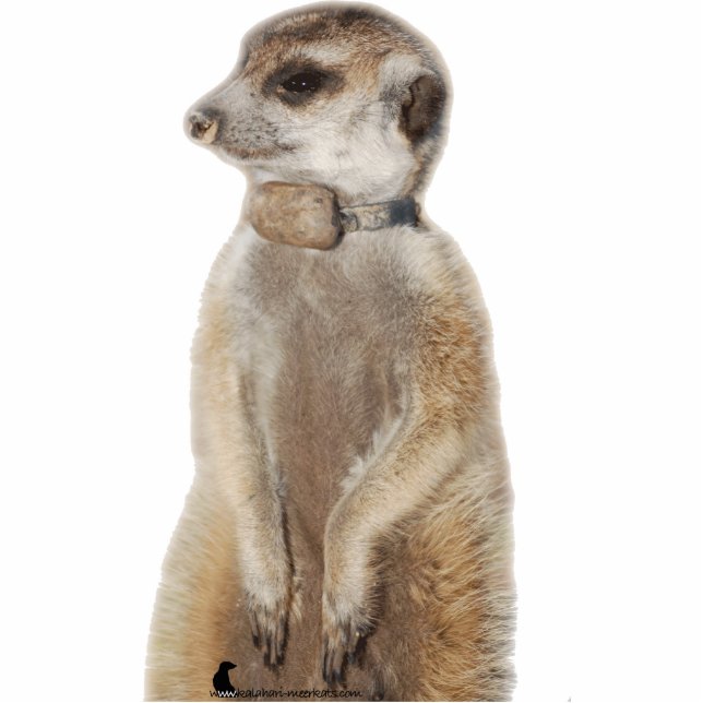 Rocket Dog - Photo Sculpture (Front)