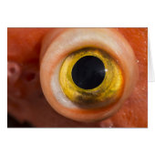 Rockfish Eye (Front Horizontal)