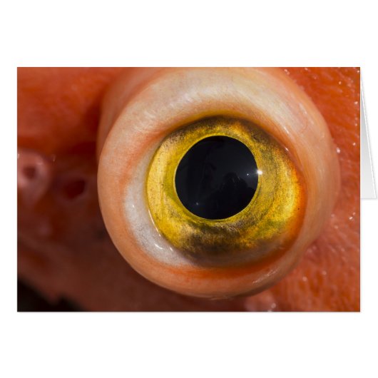 Rockfish Eye (Front Horizontal)