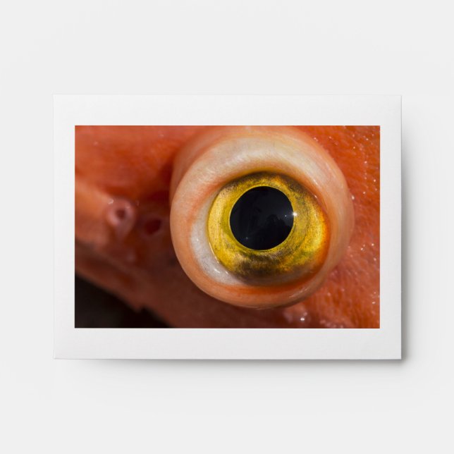 Rockfish Eye Envelope (Front)