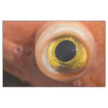 Rockfish Eye Fabric