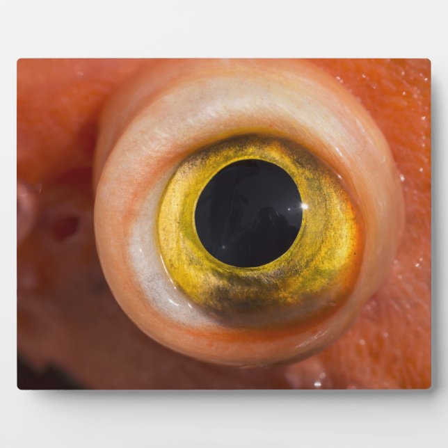 Rockfish Eye Plaque (Front)