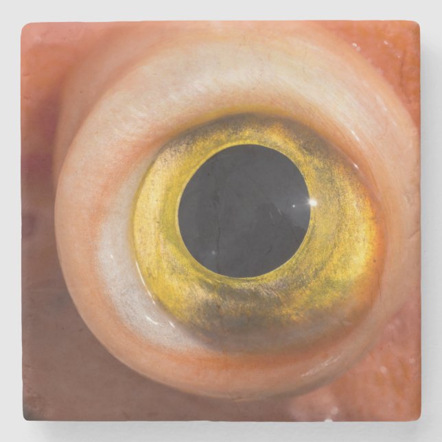 Rockfish Eye Stone Coaster (Front)
