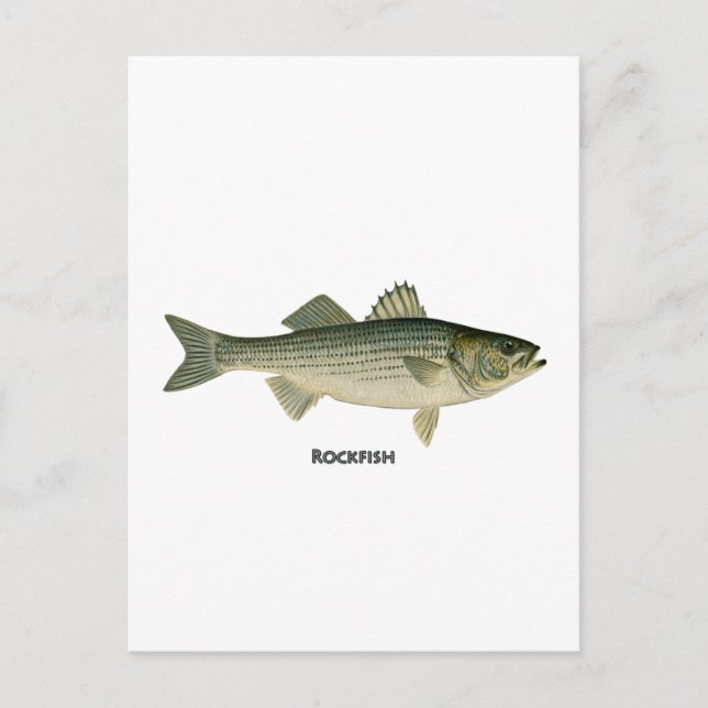 Rockfish Logo Postcard (Front)