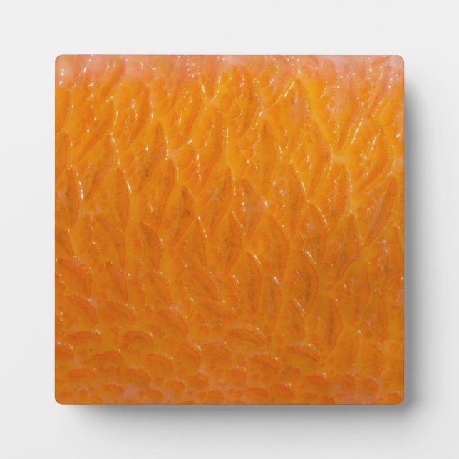 Rockfish Skin Plaque (Front)