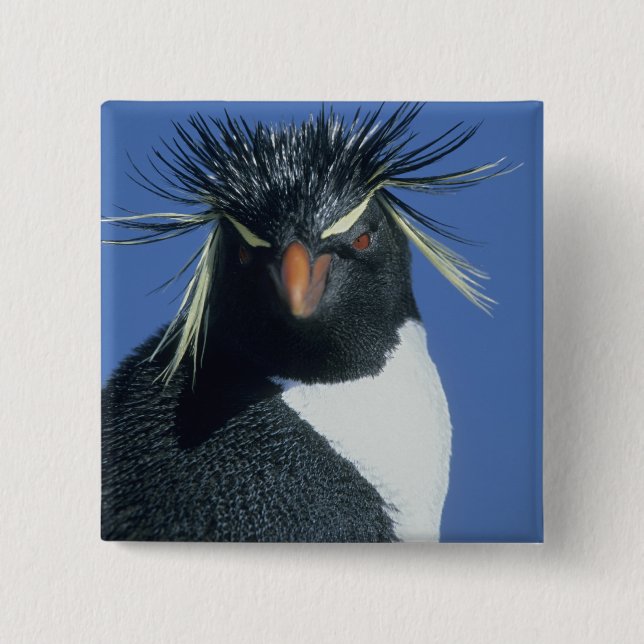 Rockhopper Penguin (Eudyptes chrysocome) Button (Front)