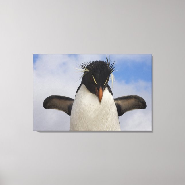 Rockhopper Penguin Eudyptes chrysocome Canvas Print (Front)