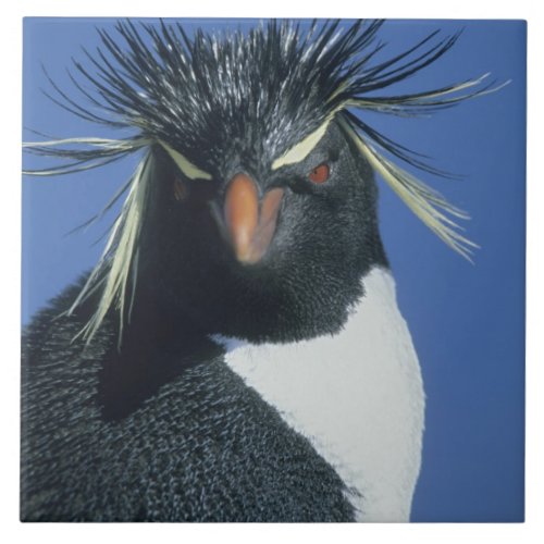 Rockhopper Penguin Eudyptes chrysocome Ceramic Tile