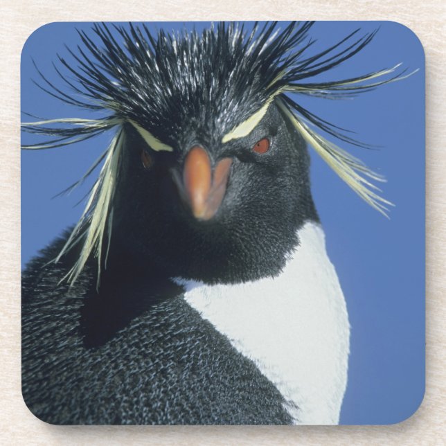 Rockhopper Penguin (Eudyptes chrysocome) Coaster (Front)