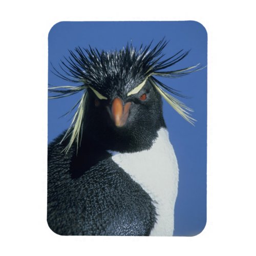 Rockhopper Penguin Eudyptes chrysocome Magnet