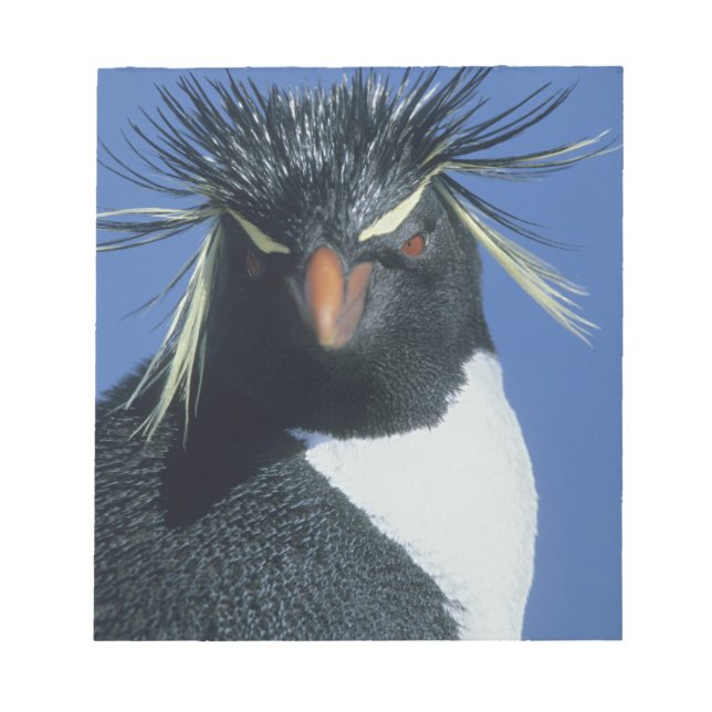 Rockhopper Penguin (Eudyptes chrysocome) Notepad (Front)