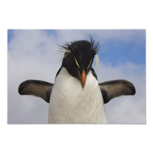 Rockhopper Penguin Eudyptes chrysocome Photo Print (Front)