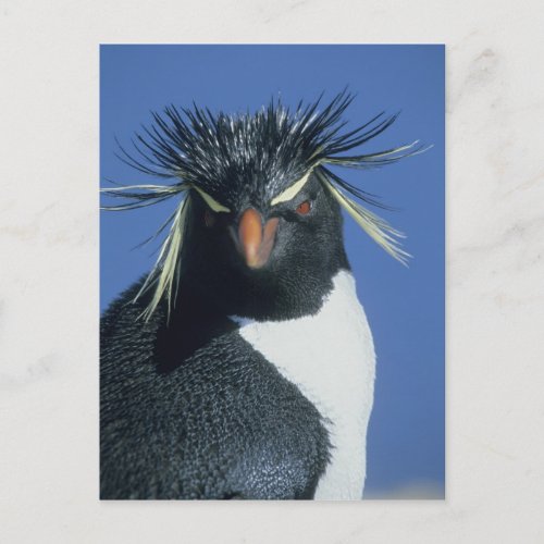 Rockhopper Penguin Eudyptes chrysocome Postcard
