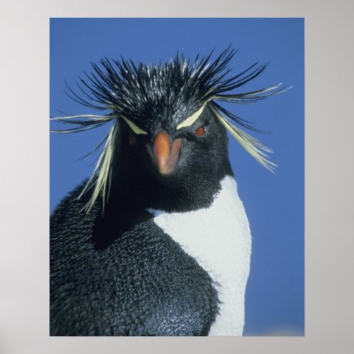 Rockhopper Penguin Eudyptes chrysocome Poster