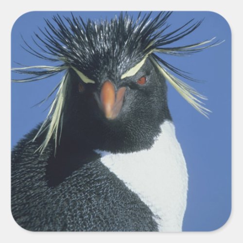 Rockhopper Penguin Eudyptes chrysocome Square Sticker