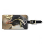 Rockhopper Penguin  Luggage Tag