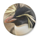 Rockhopper Penguin  Magnet