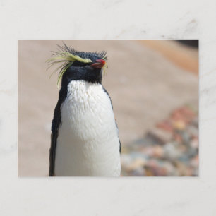 Rockhopper Penguin postcard