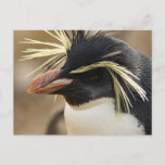 Rockhopper Penguin  Postcard