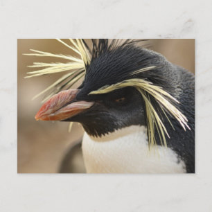 Rockhopper Penguin Postcard