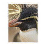 Rockhopper Penguin  Postcard