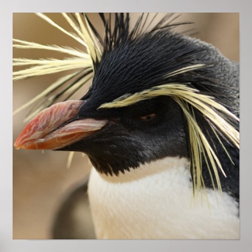 Rockhopper Penguin Poster