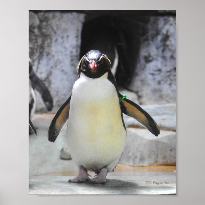 Rockhopper Penguin Print