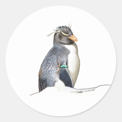 Rockhopper Penguin Stickers