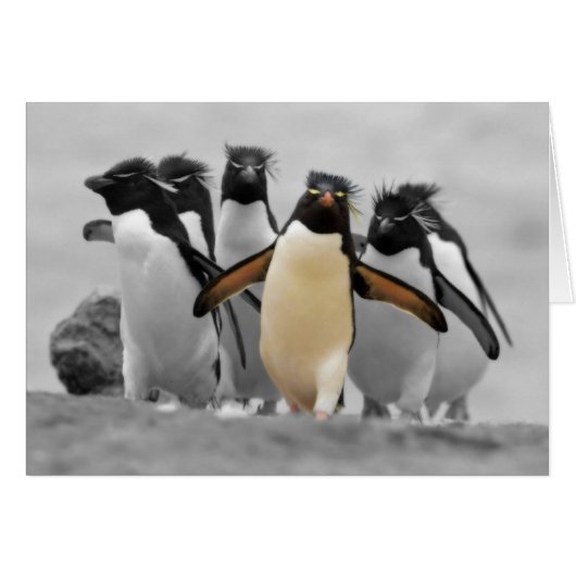 Rockhopper Penguins Cards (Front Horizontal)