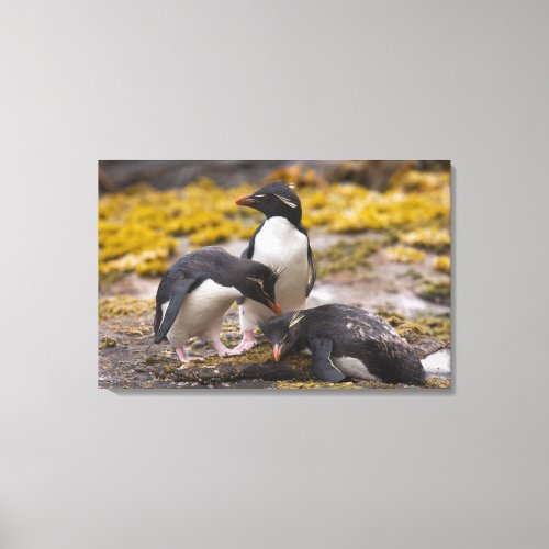 Rockhopper penguins communicate with each other canvas print