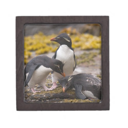 Rockhopper penguins communicate with each other gift box