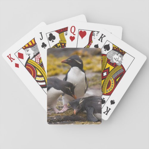Rockhopper penguins communicate with each other playing cards