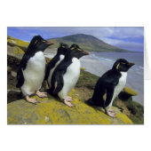 Rockhopper Penguins, (Eudyptes chrysocome), (Front Horizontal)