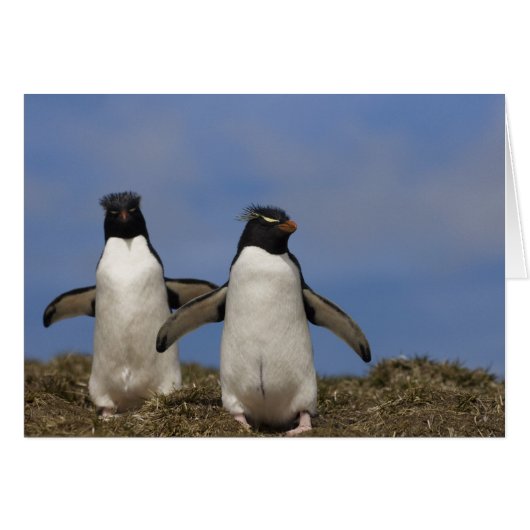 Rockhopper Penguins Eudyptes chrysocome Cards (Front Horizontal)