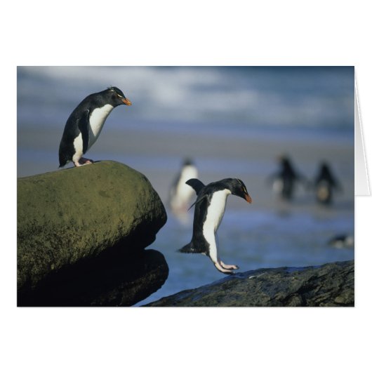 Rockhopper Penguins, Eudyptes chrysocome), Cards (Front Horizontal)