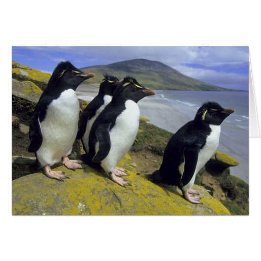 Rockhopper Penguins, (Eudyptes chrysocome), Cards (Front Horizontal)
