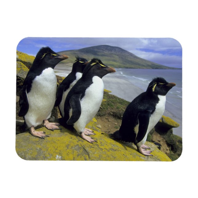 Rockhopper Penguins, (Eudyptes chrysocome), Magnet (Horizontal)