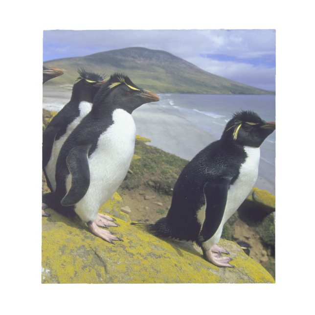 Rockhopper Penguins, (Eudyptes chrysocome), Notepad (Front)