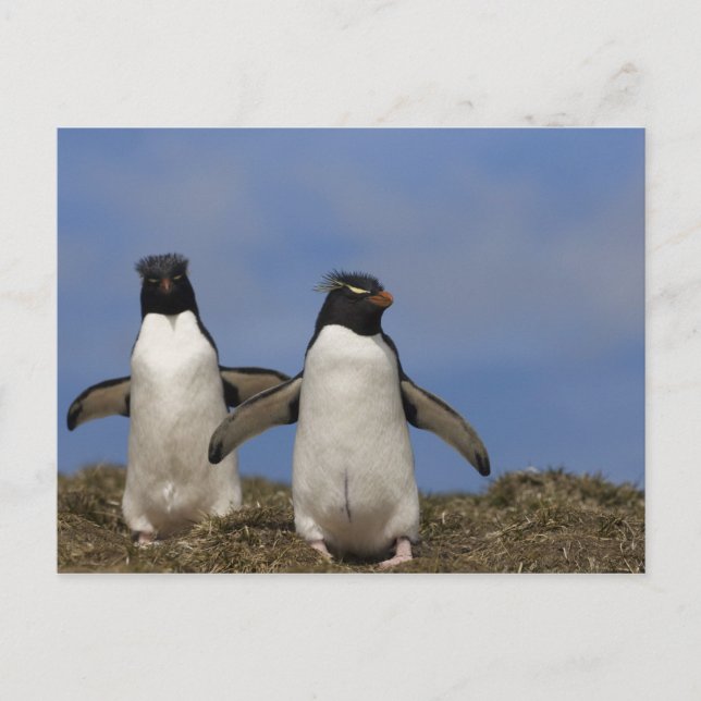 Rockhopper Penguins Eudyptes chrysocome Postcard (Front)