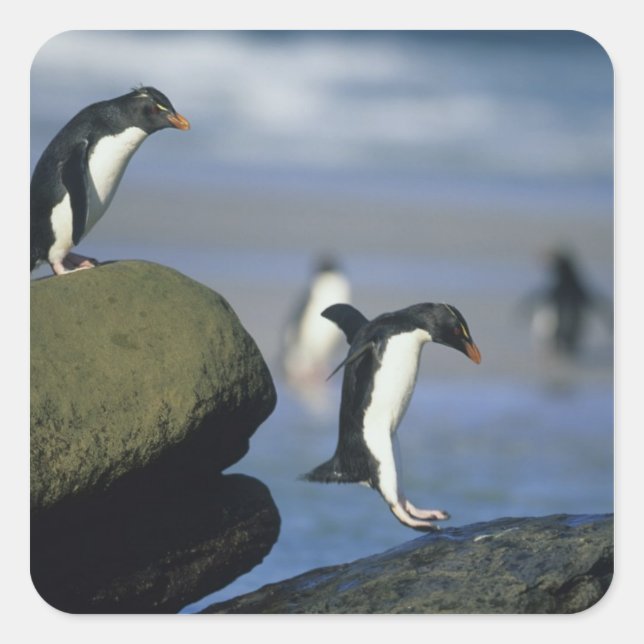 Rockhopper Penguins, Eudyptes chrysocome), Square Sticker (Front)
