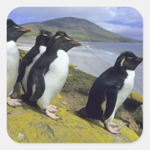 Rockhopper Penguins Eudyptes chrysocome Square Sticker