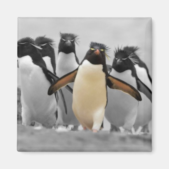 Rockhopper Penguins Magnet (Front)