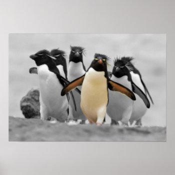 Rockhopper Penguins Poster by Wilderzoo at Zazzle